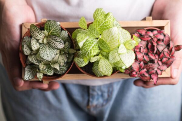 The Perfect Houseplant: Nerve Plant Care Made Easy