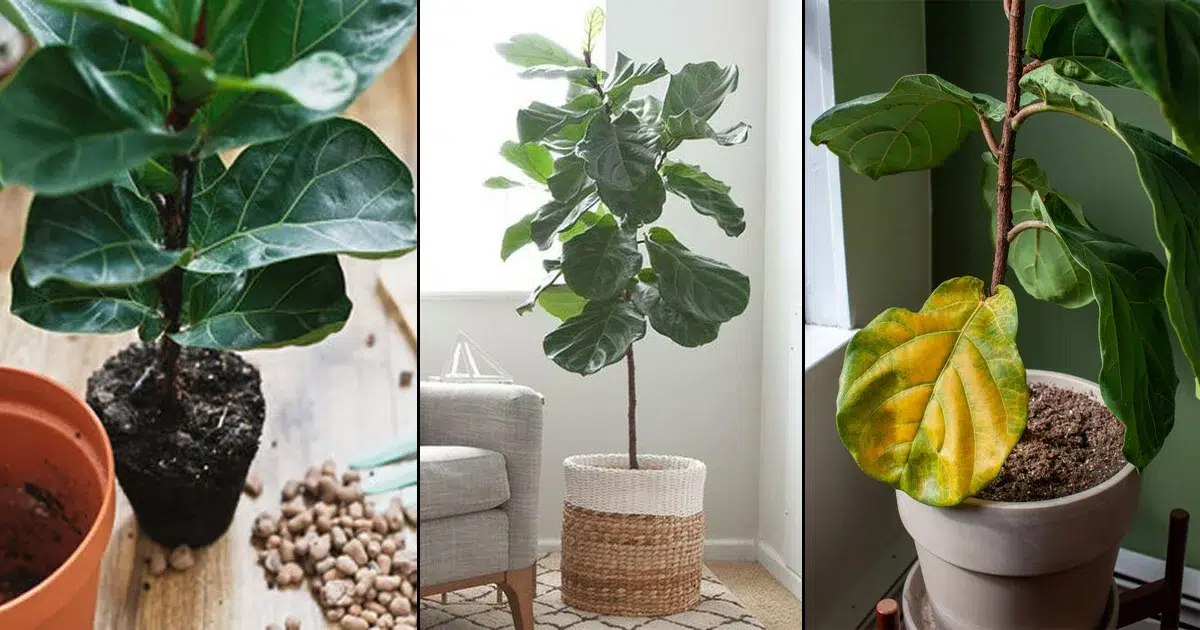 The Perfect Plant Companion: Everything You Need to Know about Growing Fiddle-Leaf Fig