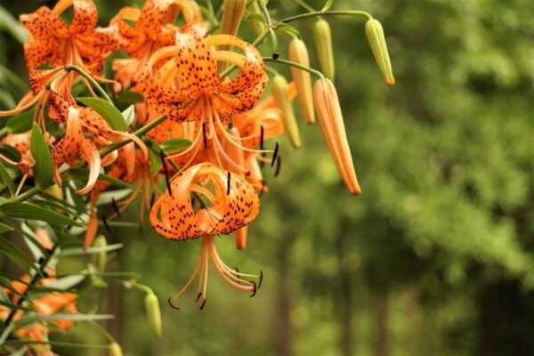 Tiger Lilies: The Symbol of Strength and Beauty