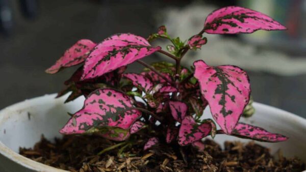 Tips and Tricks for Successfully Growing Polka Dot Plants