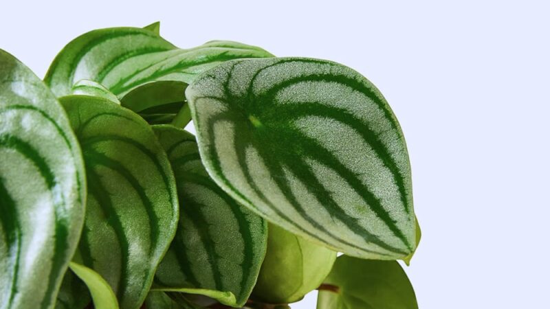 Unleash Your Green Thumb: A Guide to Watermelon Peperomia Care and Growth