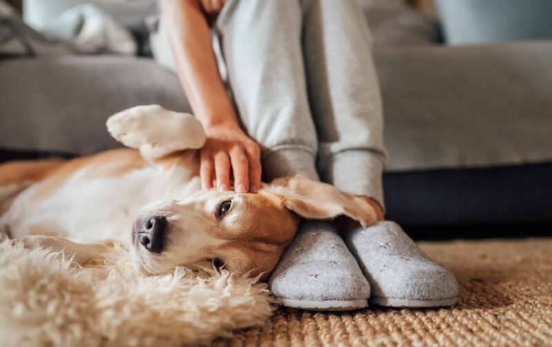 Honoring Their Journey: Providing a Gentle Passing for Your Dog at Home