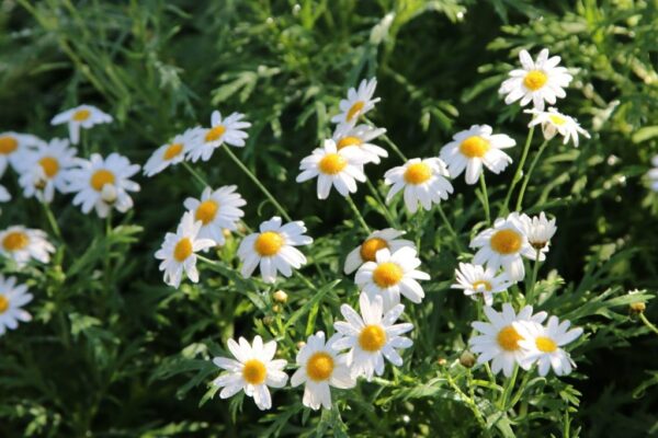Add a Touch of Sunshine to Your Garden with Daisy-Like Flowers