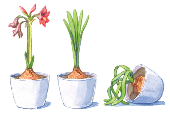 Amaryllis Care: What to Do After Your Blooms Fade
