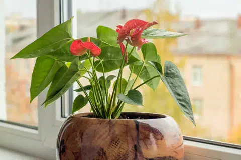 Anthurium Plants: A Beginner's Guide to Growing and Caring for Them