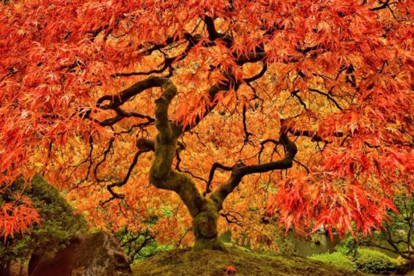 Art of Cultivating Red Sunset Maple Trees: A Comprehensive Guide