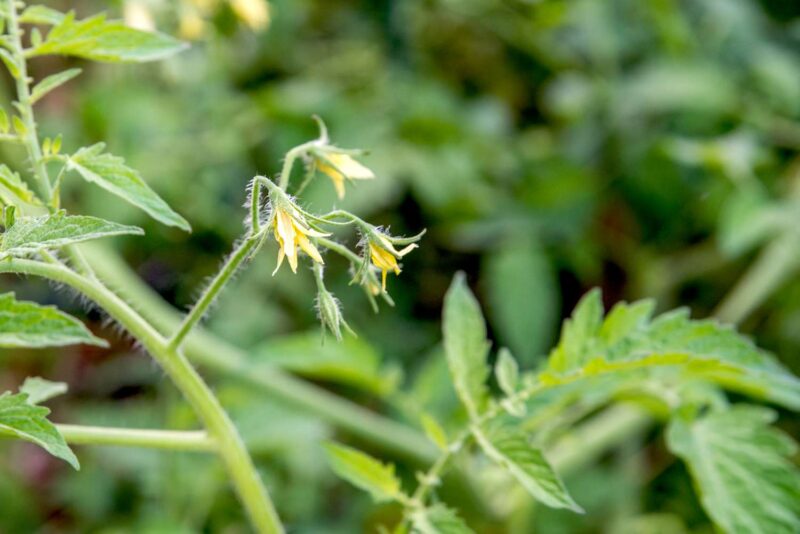 Common Causes of Tomato Blossom Drop and Effective Solutions
