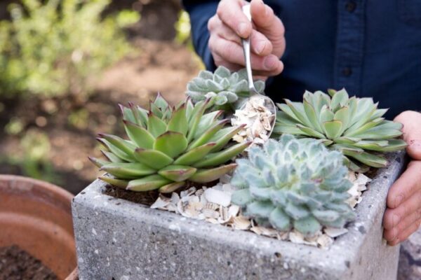 Crassula Plants: A Beginner's Guide to Growing and Caring for Succulents