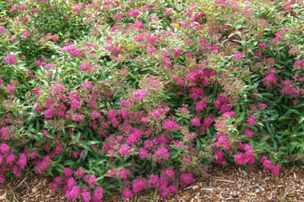 Discover the Beauty of Neon Flash Spirea Shrubs: Growing and Care Tips
