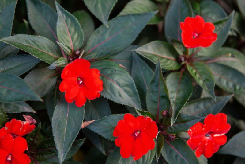 Discover the Beauty of Sunpatiens: A Comprehensive Growing Guide