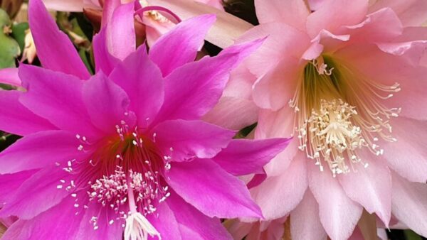 Discover the Enchanting World of Epiphyllum: A Comprehensive Plant Profile