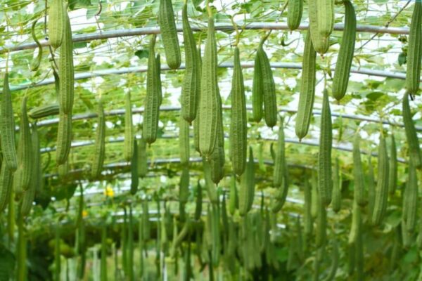 Discover the Fascinating World of Luffa Plants: A Complete Plant Profile