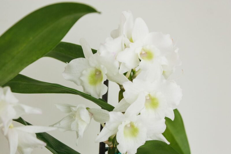 Discover the Joy of Growing Cane and Dendrobium Orchids