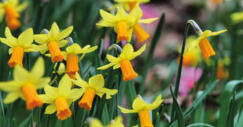 Discover the Most Beautiful Daffodil Varieties for Your Garden