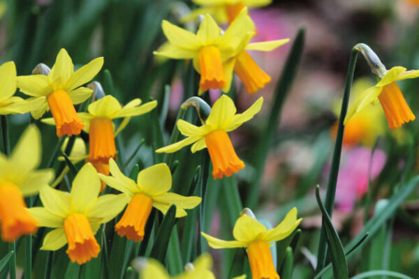 Discover the Most Popular Daffodil Varieties for a Vibrant Garden