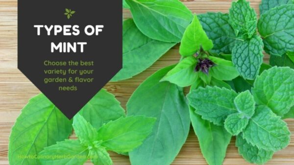Discover the Variety: 11 Mint Types Perfect for Your Garden