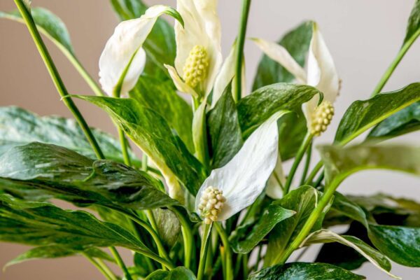 Domino: The Mesmerizing Variegated Peace Lily You Need in Your Indoor Garden