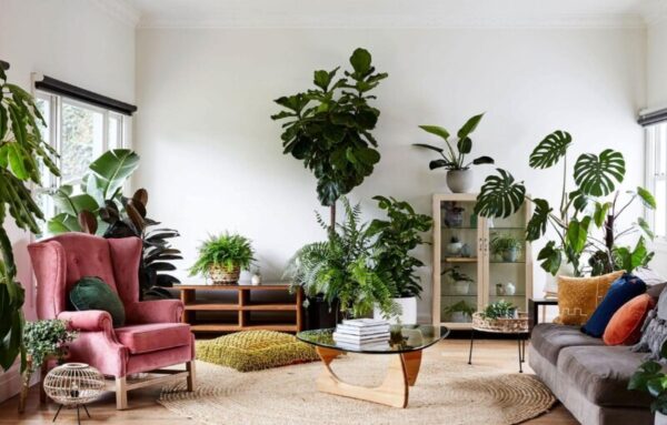 Elevate Your Space with Corner Decoration using Large Indoor Plants