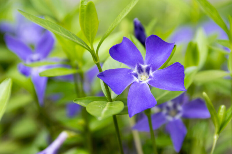 Essential Tips for Growing and Maintaining Vinca Minor (Periwinkle)