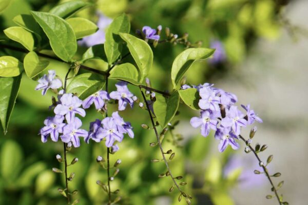 Expert Tips for Thriving Duranta Plants: Cultivating Beauty and Health in Your Garden