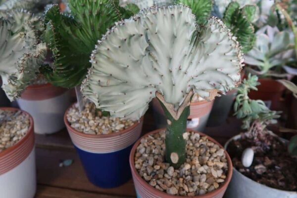 From Nursery to Home: How to Successfully Transplant Coral Cactus