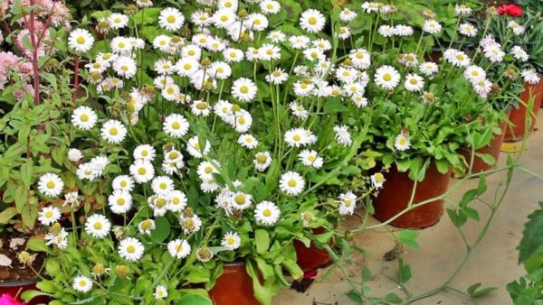 From Seed to Bloom: A Step-by-Step Guide to Growing English Daisy