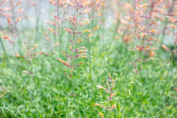 From Seed to Blooms: Everything You Need to Know About Growing Sunset Hyssop