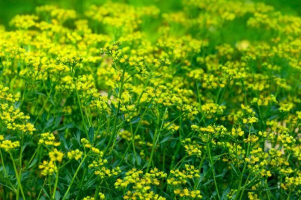 From Seed to Blossom: Mastering the Art of Growing Rue Flowers
