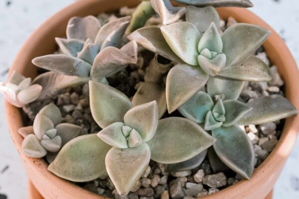 From Seed to Spectacular: Nurturing Your Ghost Plant for Optimal Growth