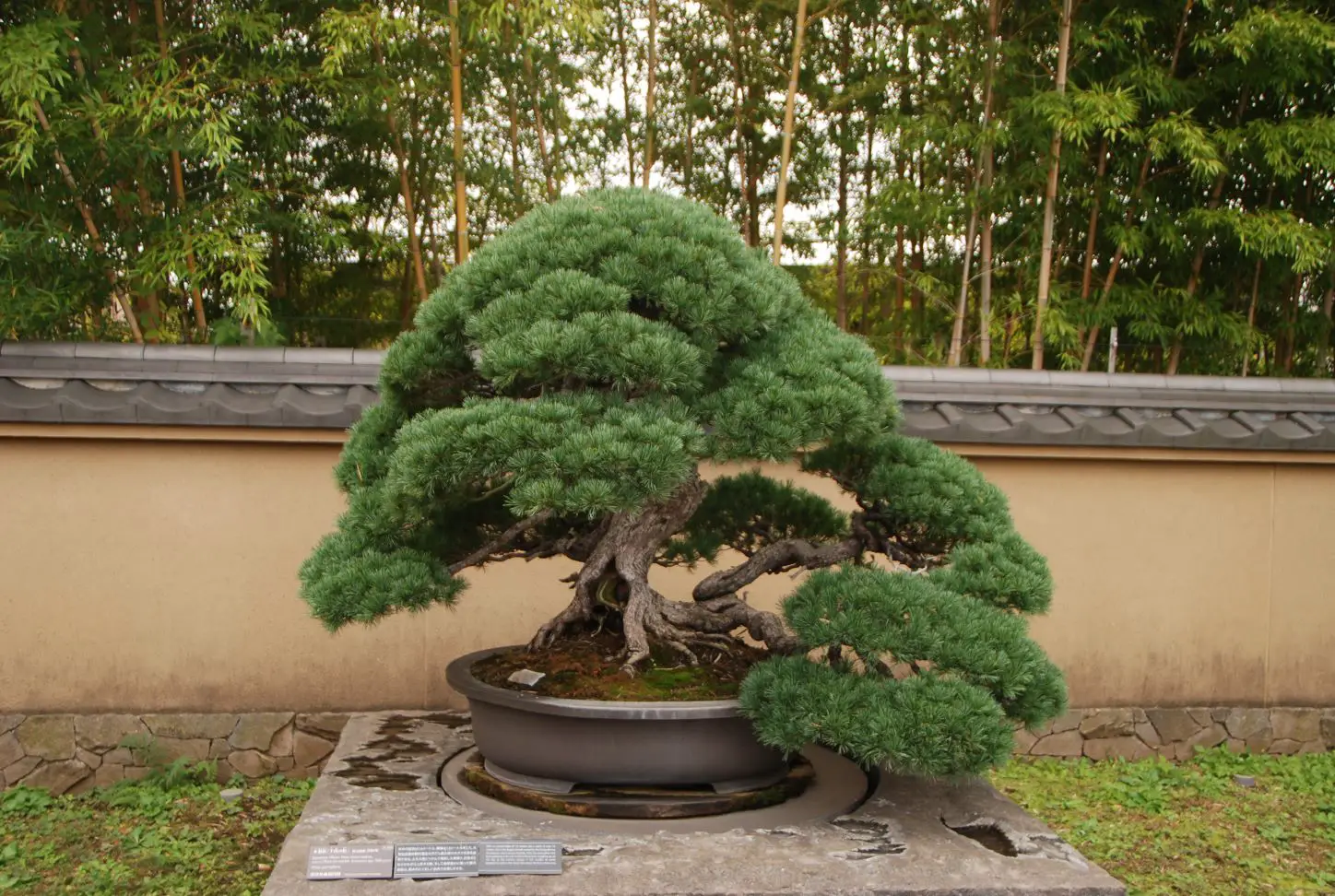 From Seedlings to Bonsai: Nurturing and Cultivating Pine Tree Bonsai
