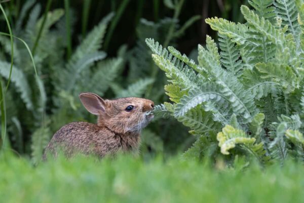 Gardeners Beware: Common Plants That Attract Rabbits
