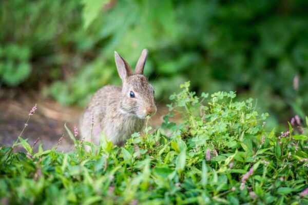 Gardeners Beware: Plants That Are Irresistible to Rabbits