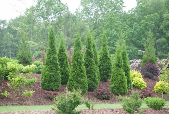 Gardening and Caring for the Emerald Green Arborv
