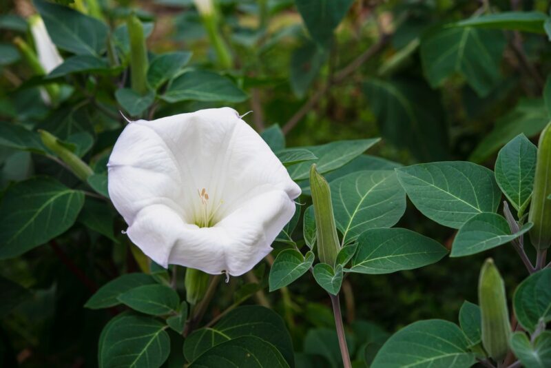Growing and Caring for Moonflowers: Tips and Tricks