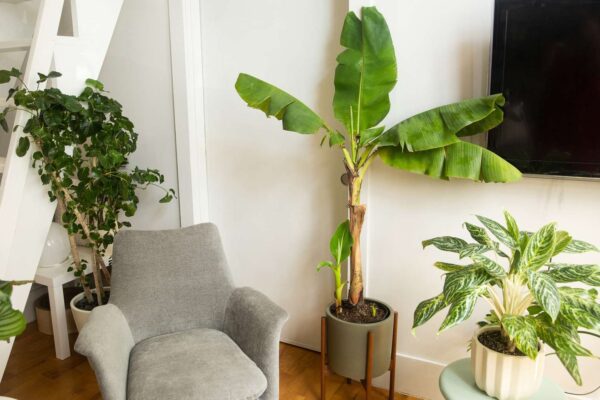 Growing and Caring for a Banana Tree: Tips and Tricks