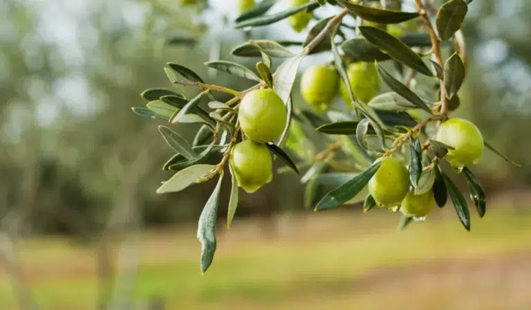 How to Grow Fruiting Olive Trees from Scratch