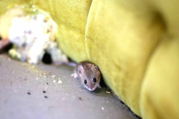 How to Protect Furniture in Storage from Mice