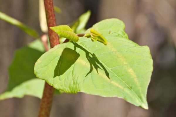 How to Successfully Remove Japanese Knotweed Plants from Your Garden: A Comprehensive Guide