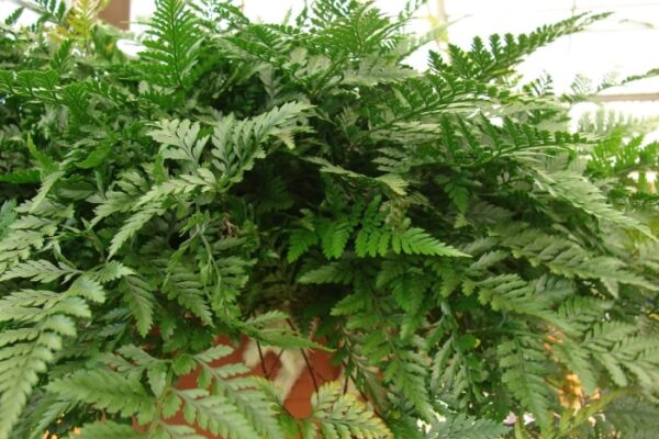 Indoor Gardening: A Comprehensive Guide to Successfully Grow Davallia Species