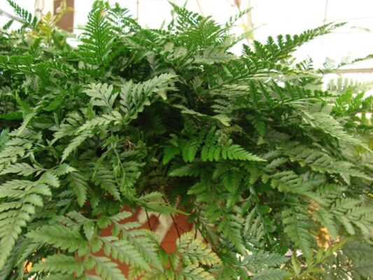 Indoor Gardening: A Comprehensive Guide to Successfully Grow Davallia Species