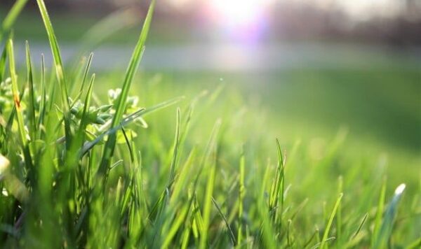 Lawn Renovation Strategies: Bringing Your Yard Back to Life