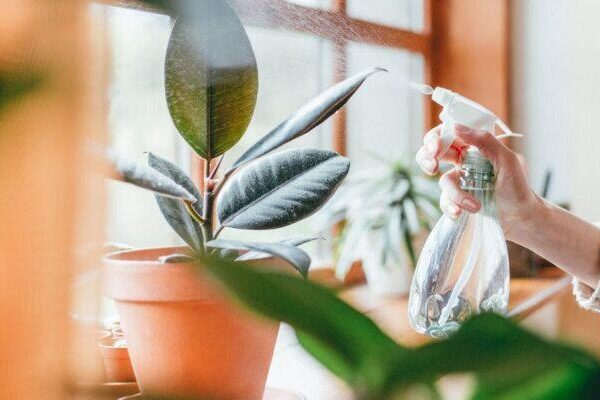 Low Light, High Style: Discover the Best Indoor Plants for Shaded Areas