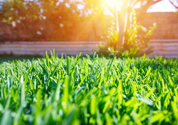 Maintaining a Healthy Lawn: Lawn Care Tips for Eugene, Oregon
