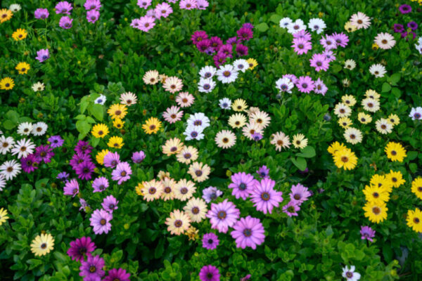 Mastering the Art of African Daisy Gardening: Tips and Tricks