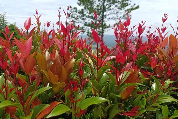 Mastering the Art of Growing Red Tip Photinia: Insider Tips from the Experts