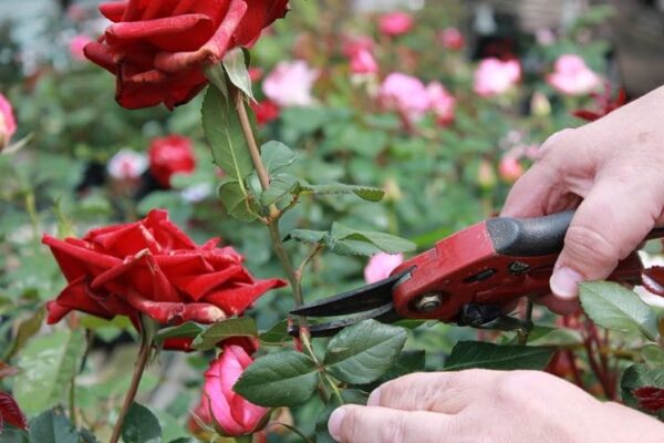 Maximize Blooms: Mastering the Technique of Deadheading Roses