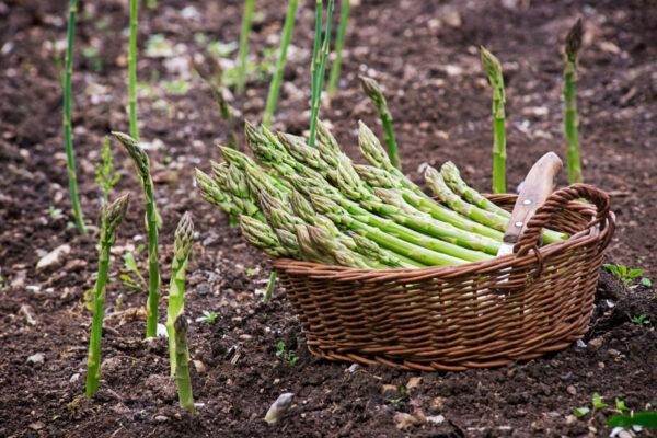 Planting Asparagus? Don't Forget these Perfect Companion Plants