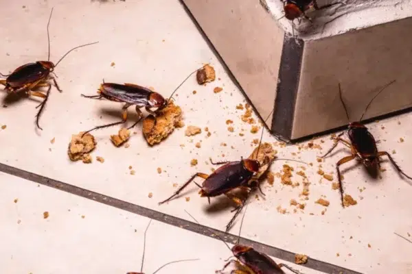 Roach Infestation in Your Garage? Here's How to Deal with It