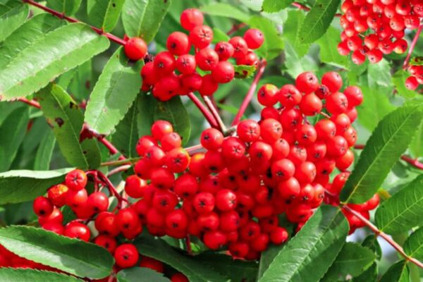 The Beauty and Benefits of European Mountain Ash: A Comprehensive Guide