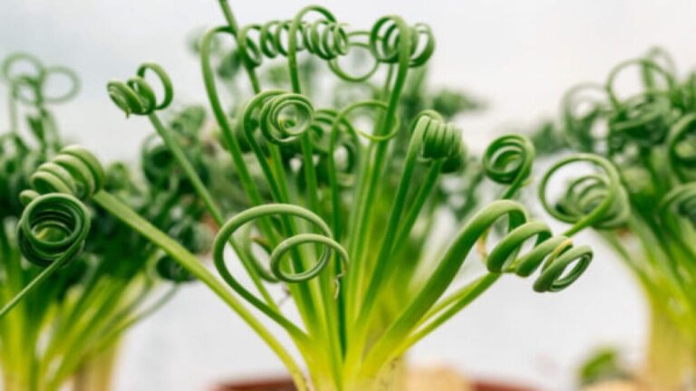 The Beauty of Curly Succulents: Transforming Your Space with Greenery